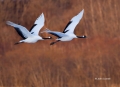 Japan;Japanese-Crane;Red-crowned-Crane;Crane;Grus-japonensis;Flying-bird;Two-ani